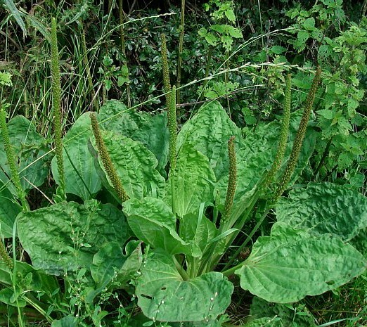 5,000+ Organic Broadleaf Plantain ~ 1 Gram Bulk Seeds ~ Plantago major Free Ship