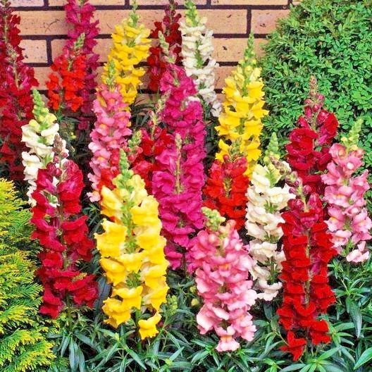2001+SNAPDRAGON TETRA MIX Flower Seeds Spring Fall Garden Patio Container Easy
