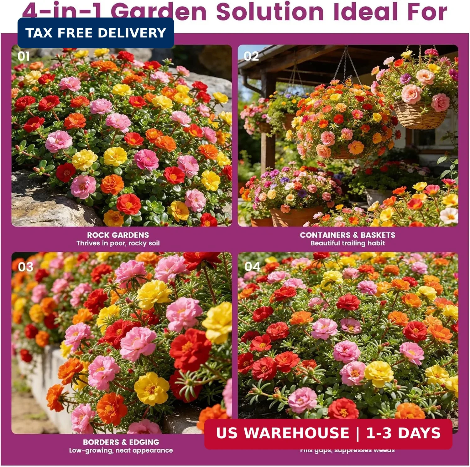 Moss Rose Seeds Bulk Pack – 50,000+ Heirloom Portulaca Seeds for Planting Outdoo