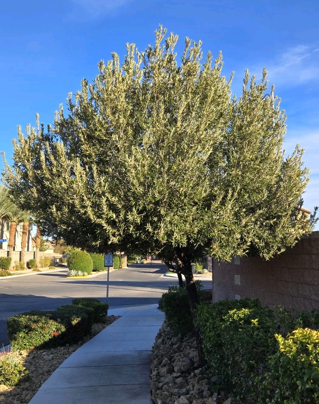 25 – SILVERLEAF SILVER LEAF OAK TREE, DECEMBER 2025 FRESH ACORNS
