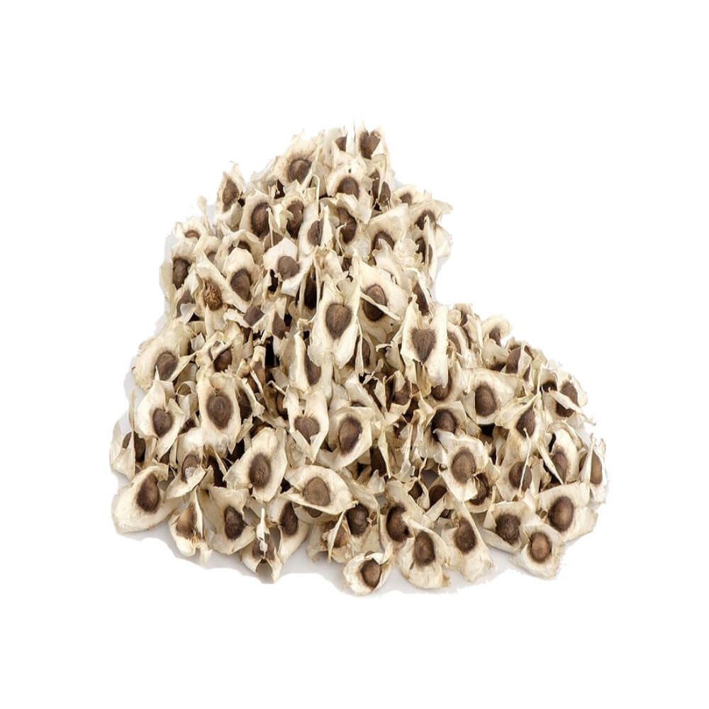 Moringa Seeds USDA Organic (1 PK) to Eat or Plant