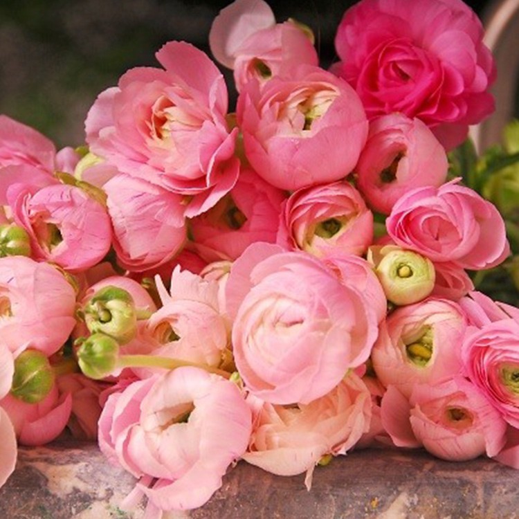 Ranunculus PINK 15 Bulbs Persian Buttercup Peony Rose 7+ Corms Wedding Flowers
