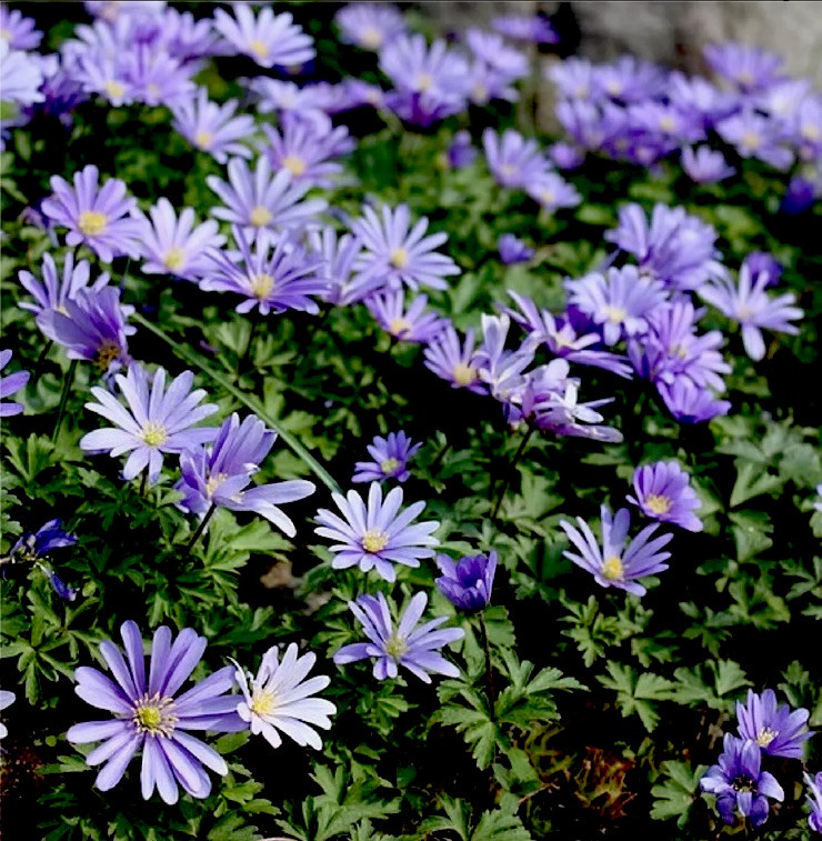 Anemone Blanda Blue Shades (3)Bulbs Daisy-like Windflowers size 4 cm bulbs