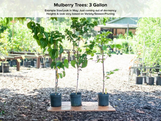 Morus ‘Pakistan’ (Mulberry) 4-5 gal, 3-4’ tall, No Ship to HI, CA, AK
