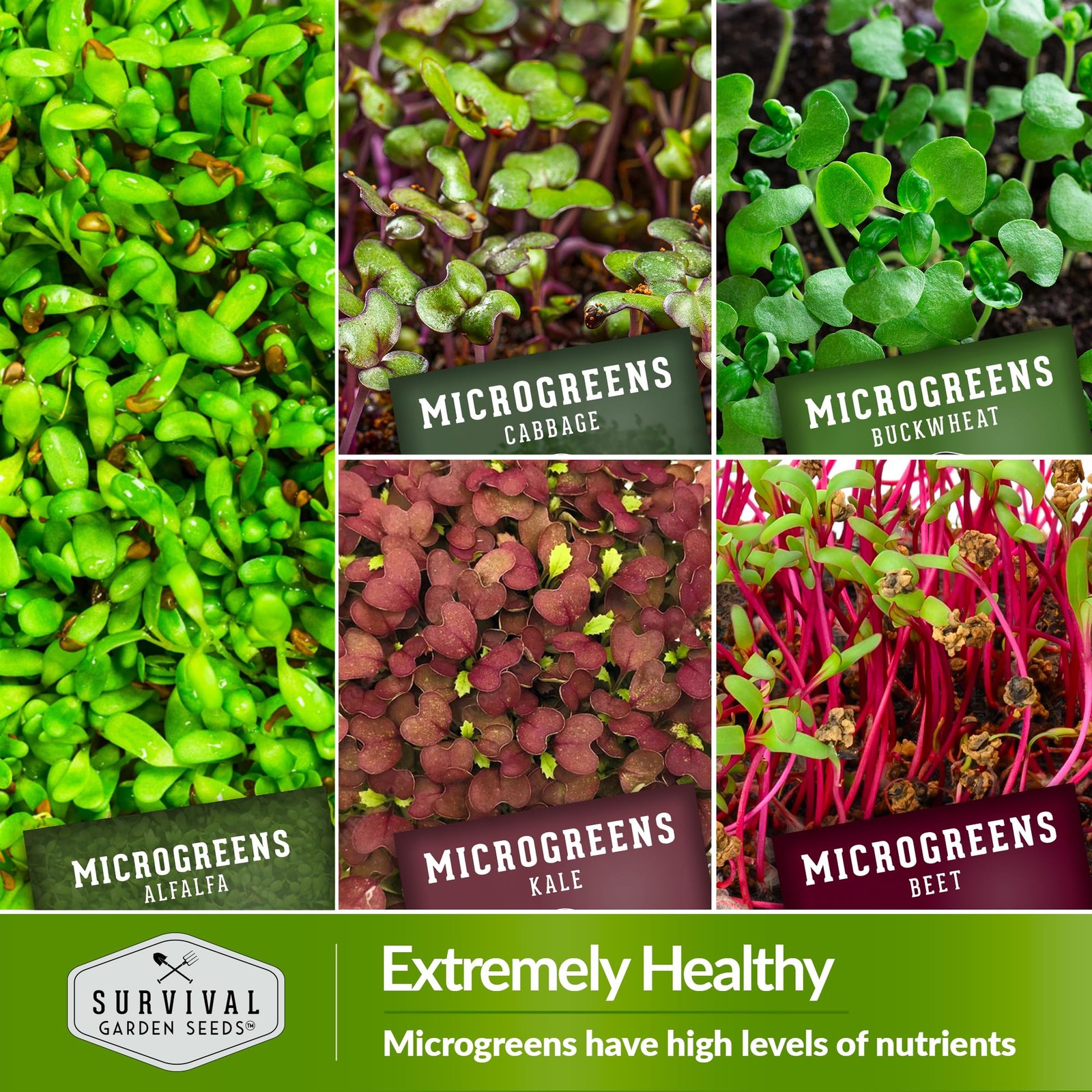 Microgreen Seeds Variety Pack – 10 Heirloom Types for Indoor Sprouting