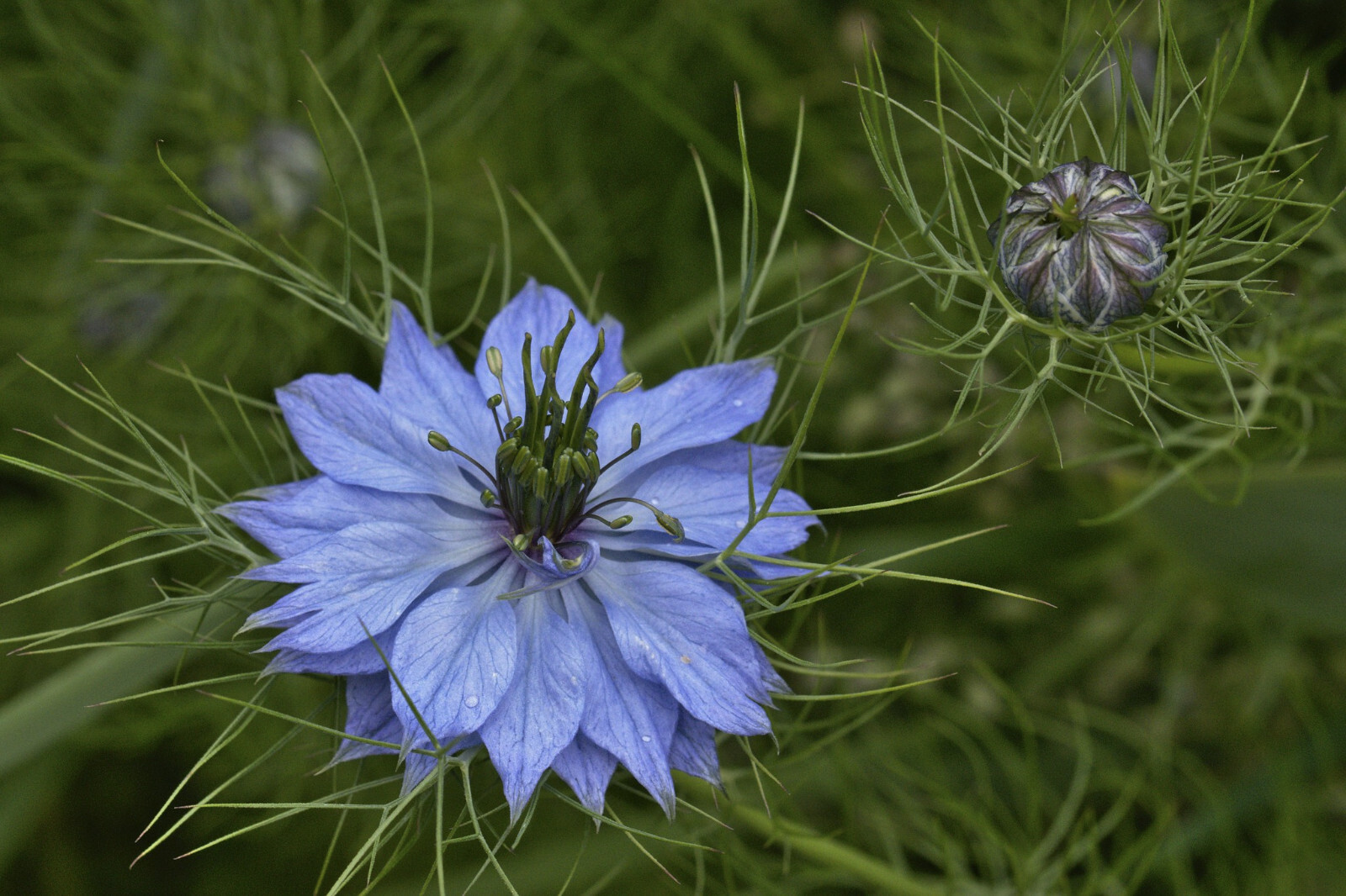 Nigella Damascena – Love in the MIst – Jewels Indigo seed