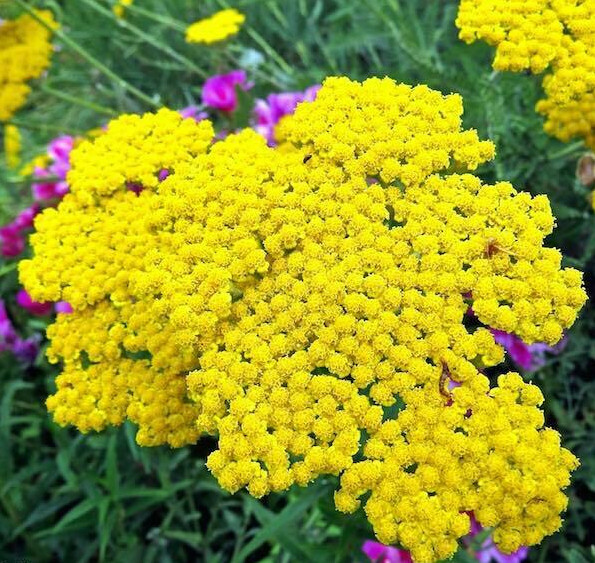 GoldenYarrow Yellow FernLeaf Achillea Filipendulina 300Seeds~BotanicalGardenClub