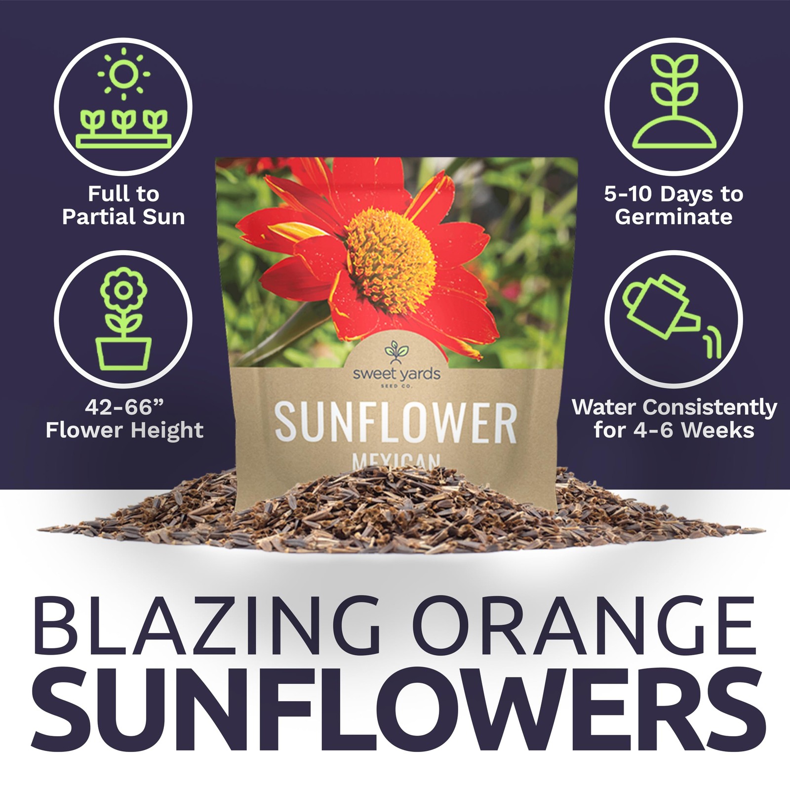 Mexican Sunflower Seeds – Extra Large Packet – Over 2,500 Open Pollinated Non…