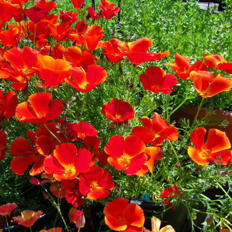 Red Chief California Poppy Seeds | 200 – 2,000 Seeds | Free Shipping | 1229