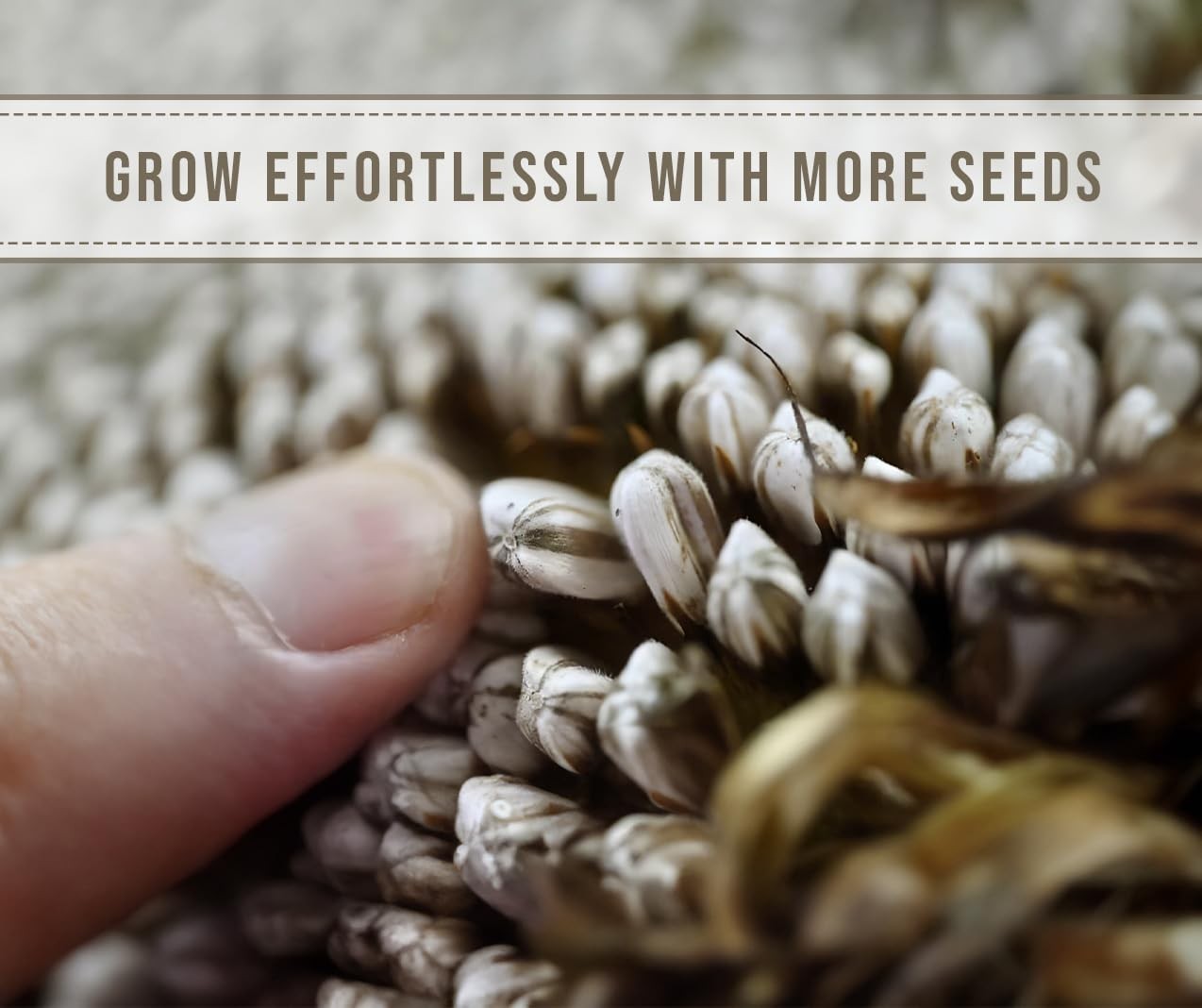 Giant Sunflower Seeds for Planting – Mammoth Grey Stripe – 75 75 Seeds,