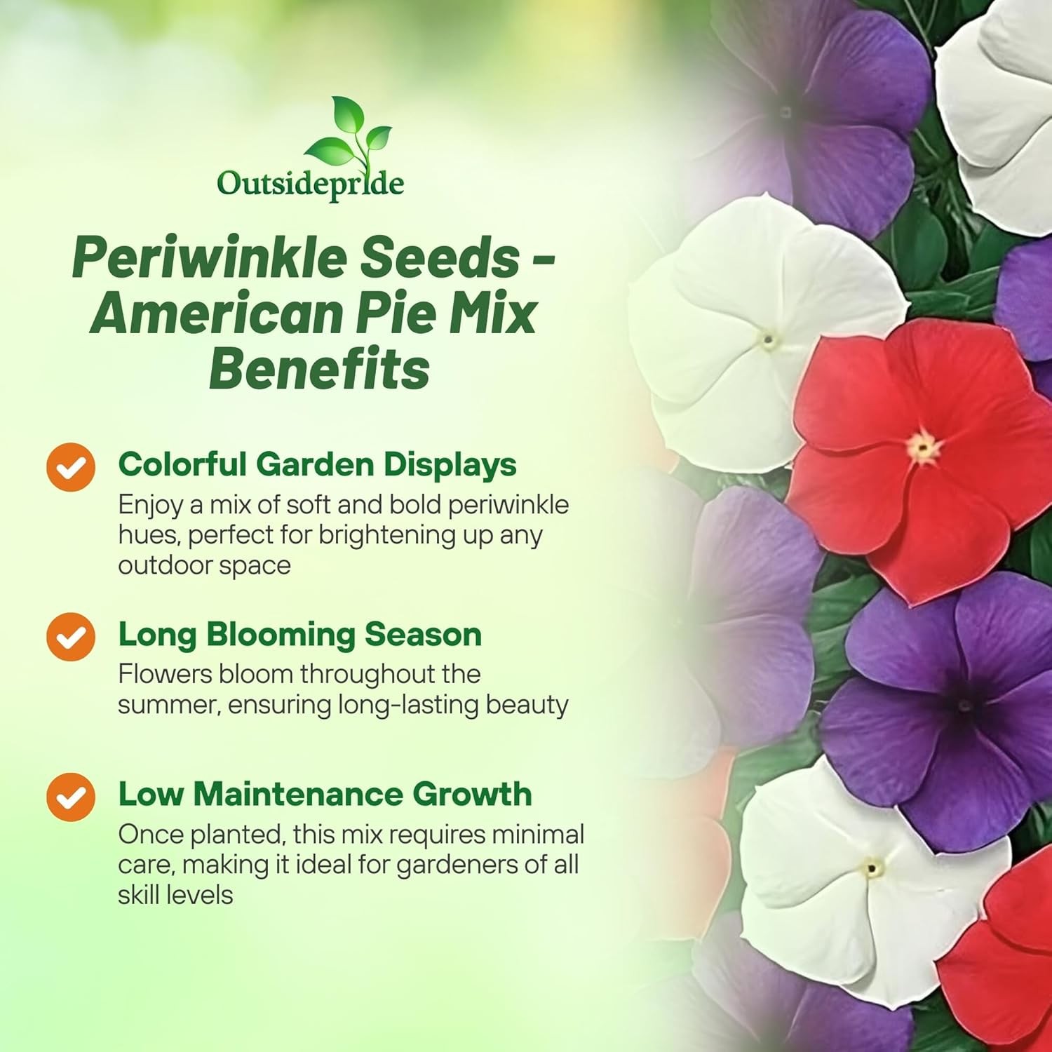 50 Seeds Vinca Periwinkle Seed Mix For Planting – American Pie Ground Cover