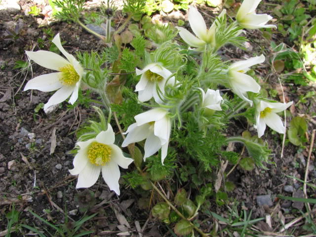 25 WHITE ANEMONE Pulsatilla Vulgaris Purple PASQUE FLOWER Seeds *Flat S/H