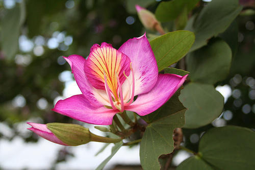 Purple Orchid Tree, Bauhinia Purpurea, Tree Seeds (Fast, Showy, Fragrant)