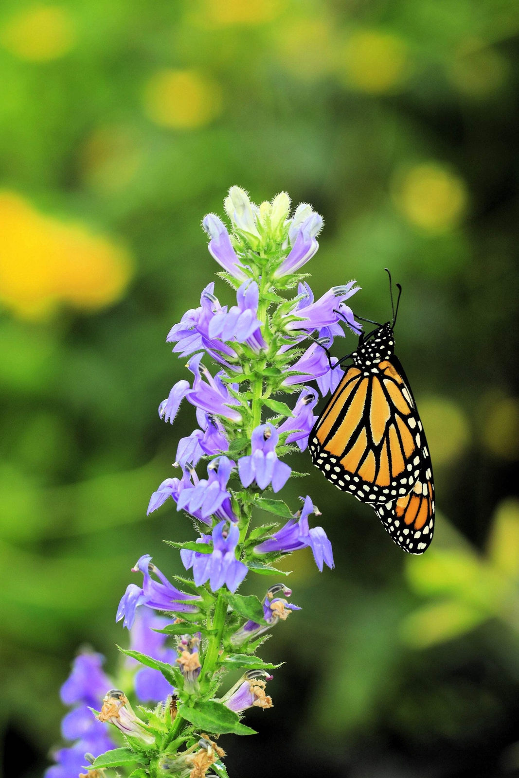 500 GREAT BLUE LOBELIA Upright Lobelia Siphilitica Flower Seeds *Comb S/H
