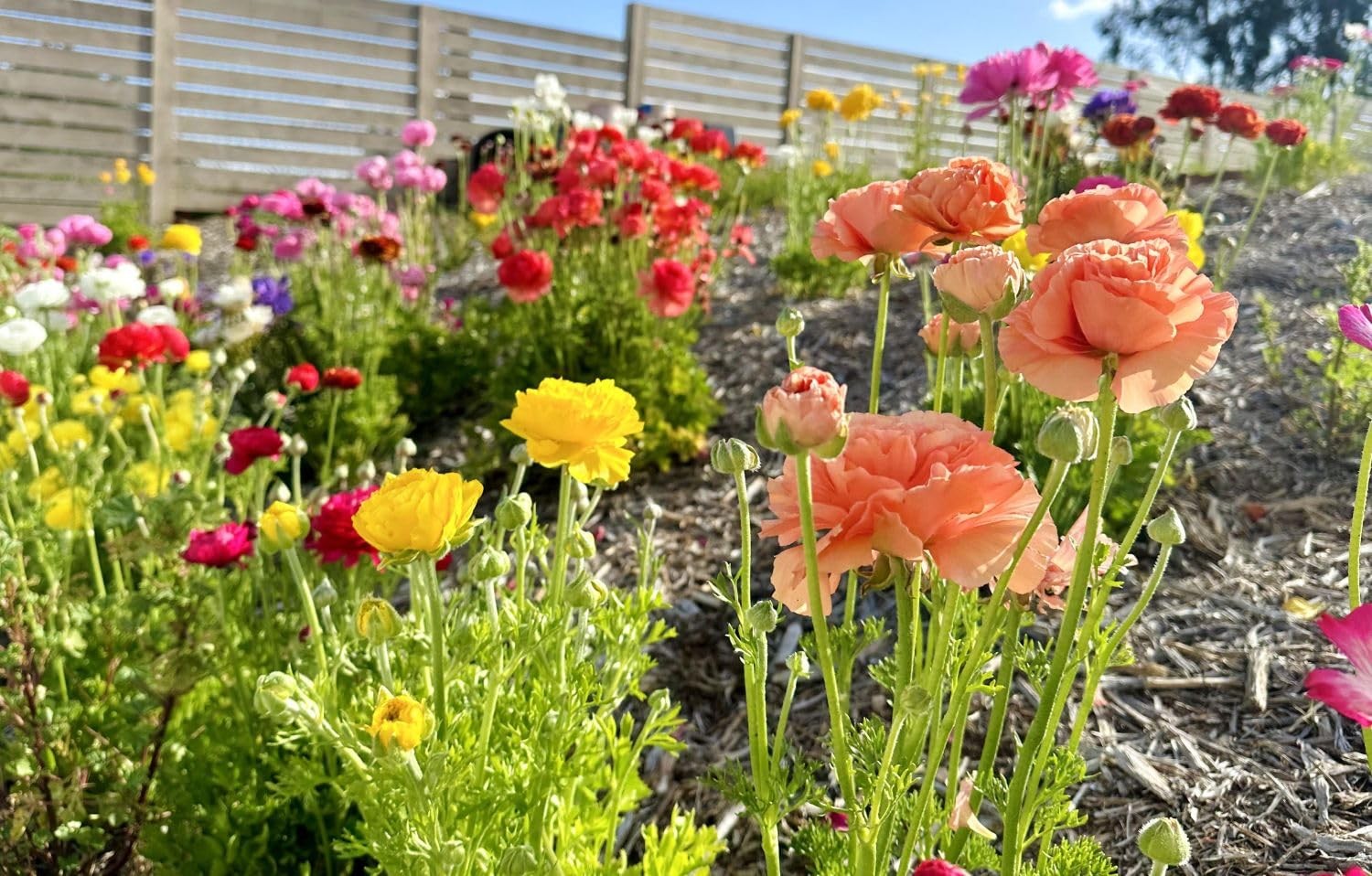 Mixed Peony Ranunculus Bulbs- Persian Buttercup -10 Corms Bulbs Flowering Blo…