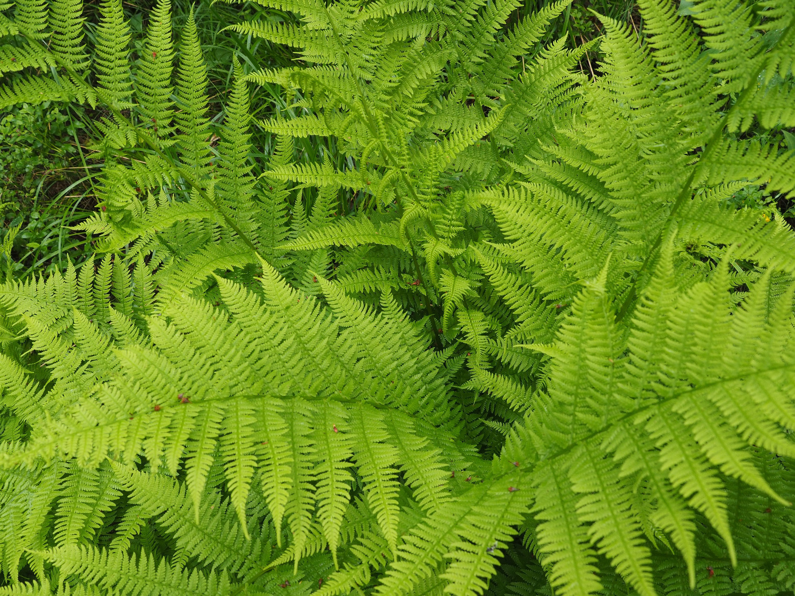 LADY FERN 1003 SPORES (SEEDS*) FILIX FEMINA, COLD HARDY, LARGE UP TO 3′ TALL