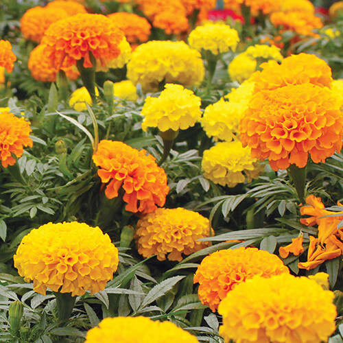 Cracker Jack Mix / CrackerJack Mix Marigold Seeds | 200 – 4,000 Seeds | 1191