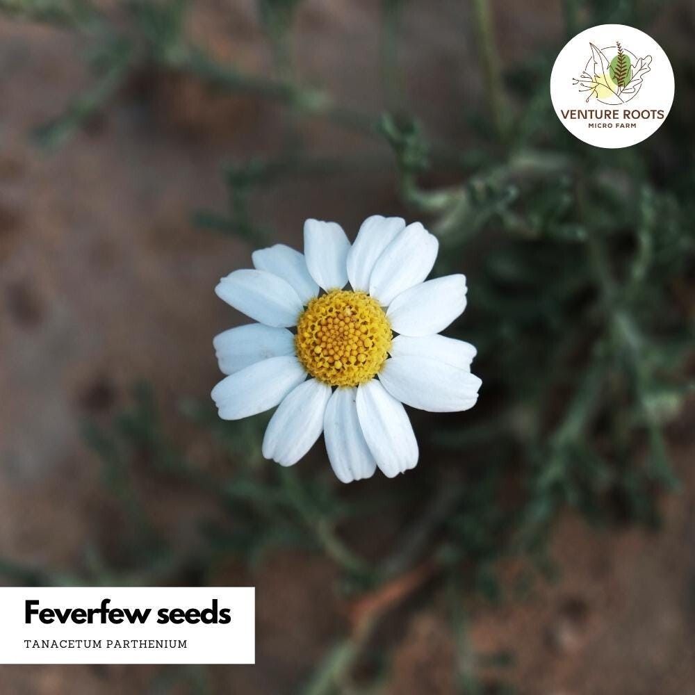 Feverfew seeds (Tanacetum parthenium) – Seeds, Non-GMO, Open-Pollinated