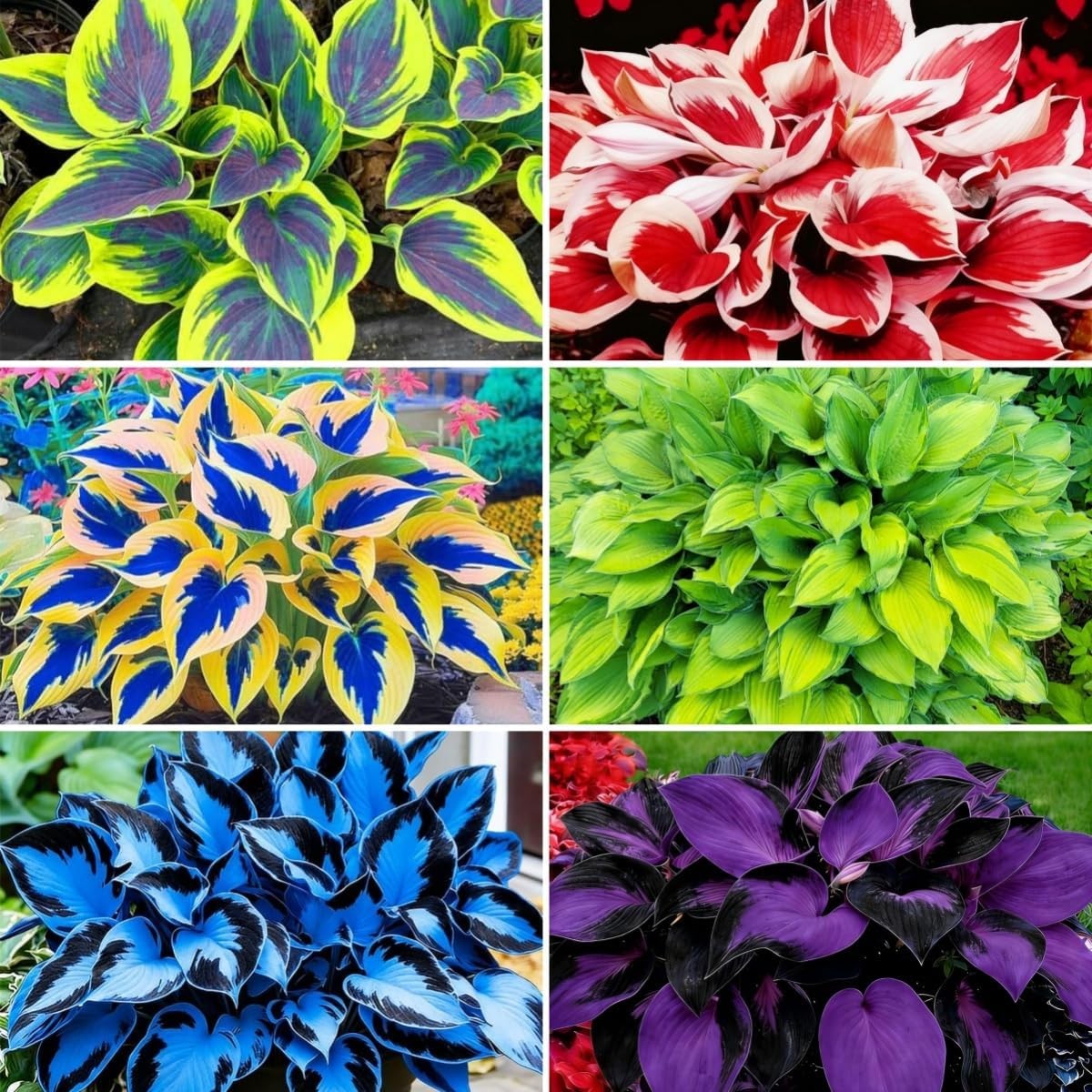 850 Premium Hosta Seeds for Shade Gardens – High Germination, Perennial