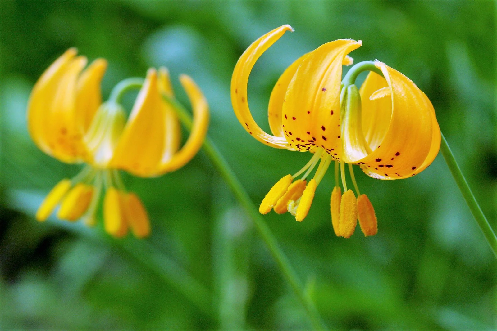 15 WESTERN HYBRIDS LILY Tiger Leopard Lemon Alpine Color Mix Lilium Flower Seeds
