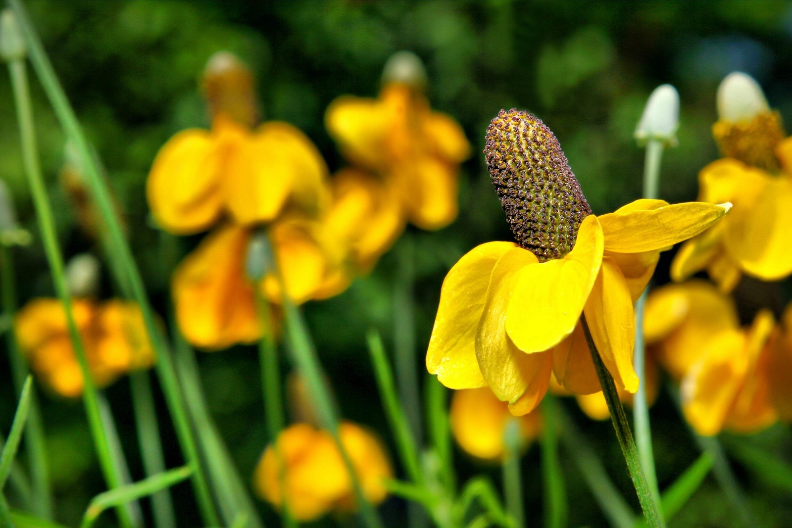 3000 CLASPING CONEFLOWER Rudbeckia Amplexicaulis Flower Seeds *Flat S/H