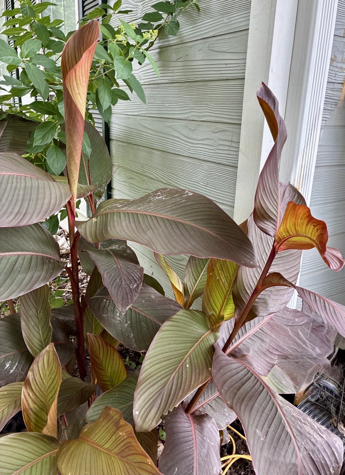 Canna – Tall Red Flower