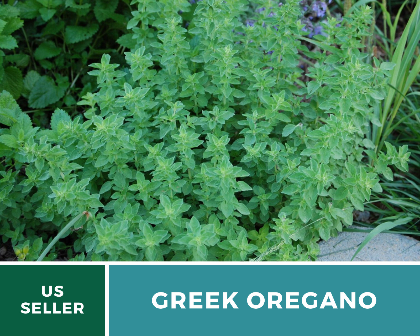 Oregano, Greek – 500 Seeds – Medicinal & Culinary Herb – Heirloom – Non GMO
