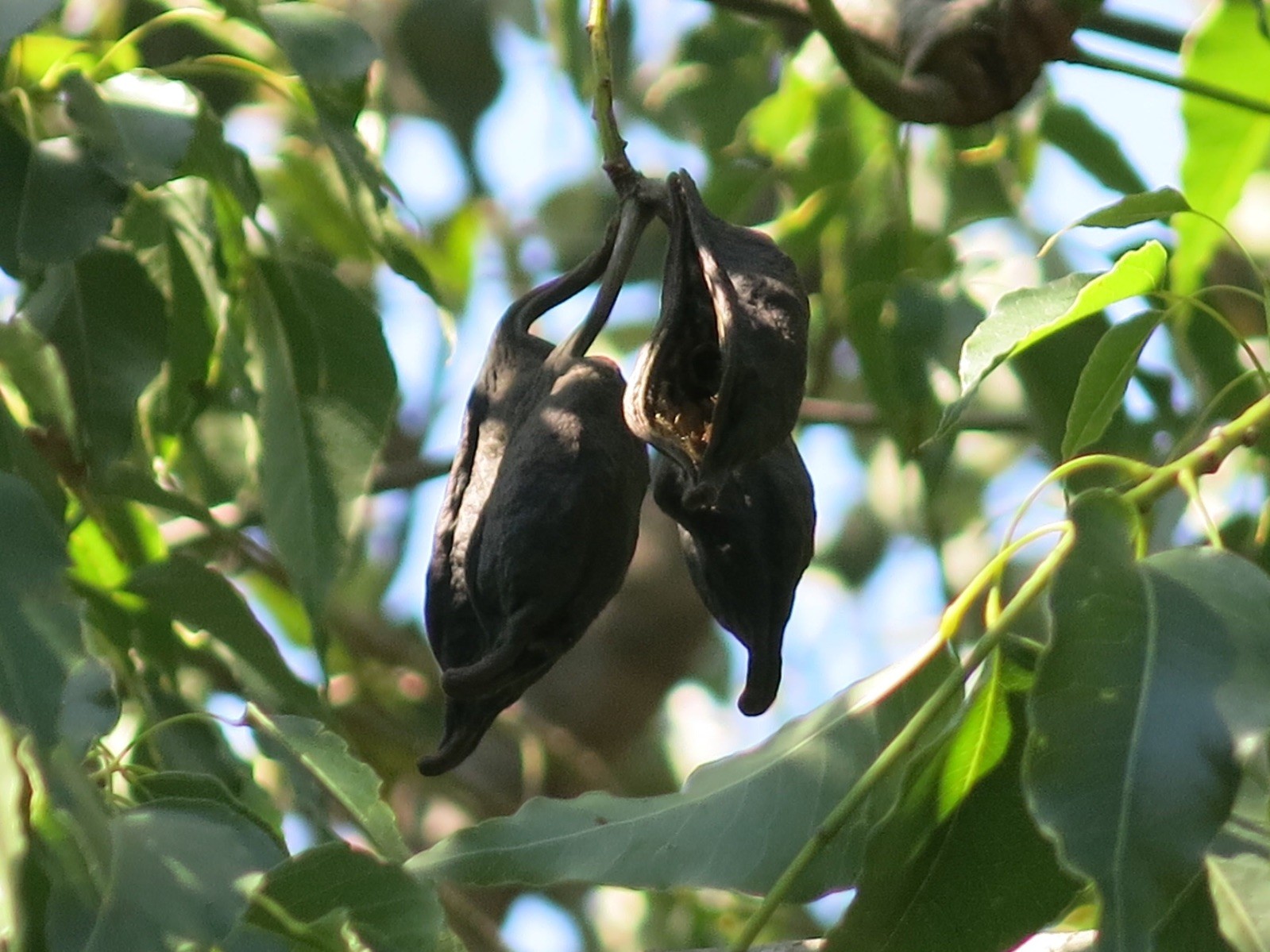 Brachychiton populneus 20 Seeds – Kurrajong