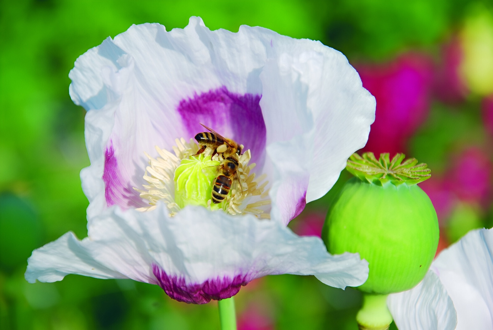 1,000 Blue Moon Poppy Seeds – P. Somniferum – Off White Blooms With Purple Eyes
