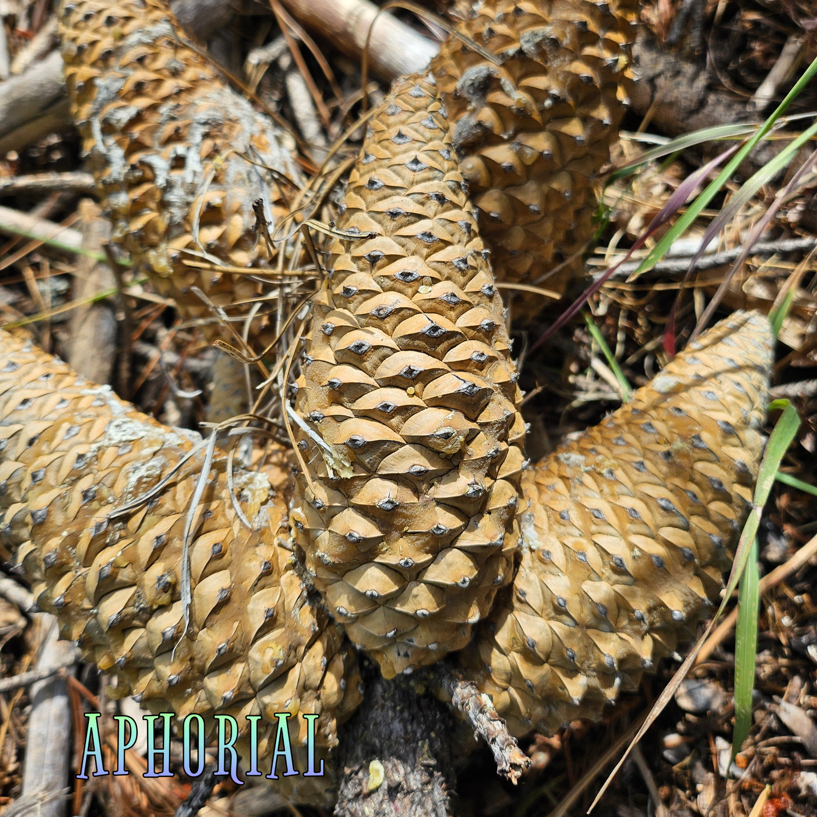 Whole Knobcone Pine Cone Pinus Attenuata Pinecones for Crafts Decorations Jewelr