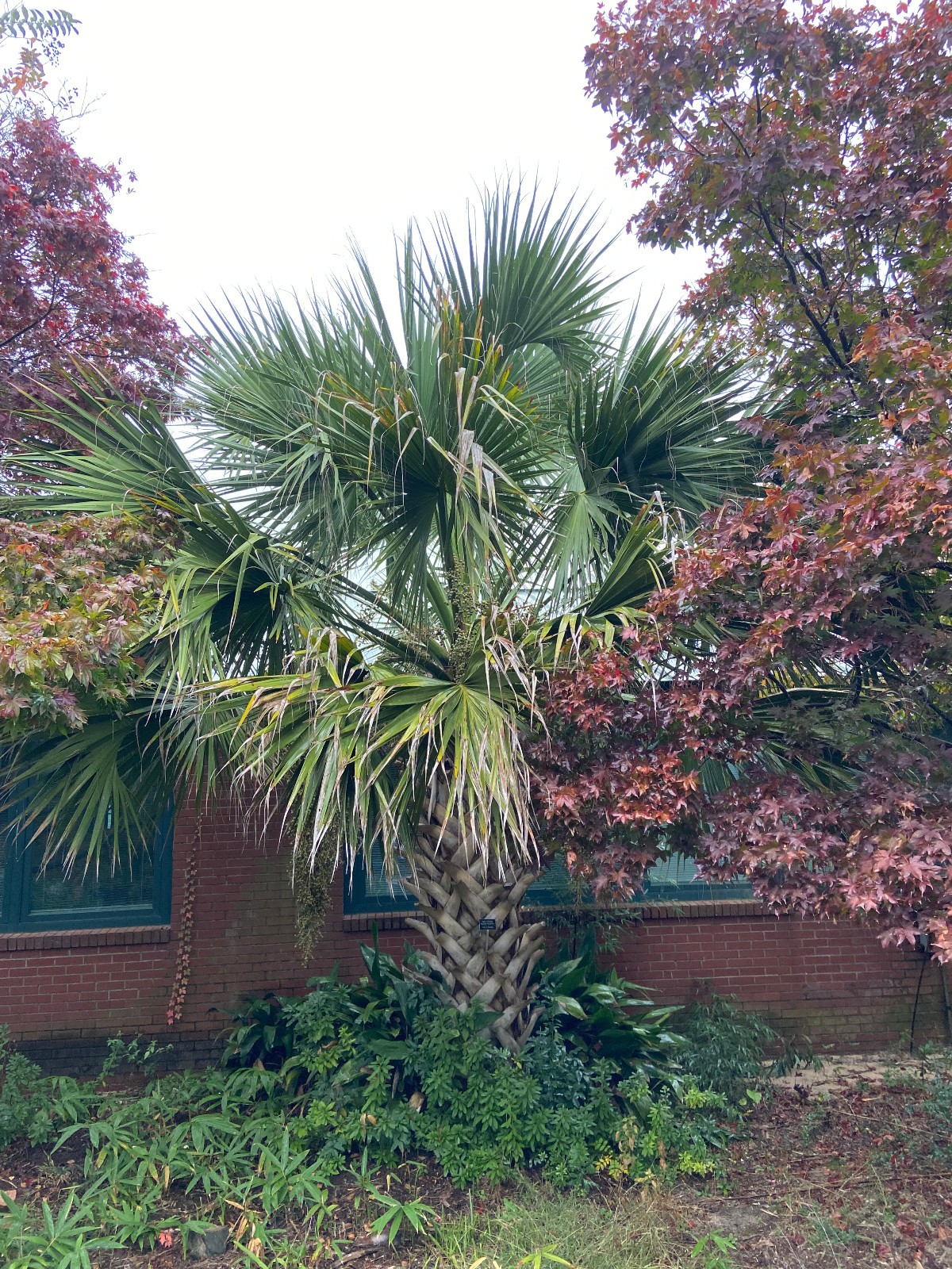 Sabal mexicana – Texas Palmetto Seeds. Cold Hardy!!!