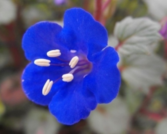 CALIFORNIA BLUEBELL FLOWER SEEDS FREE SHIPPING 50 FRESH SEEDS BLUE BELL