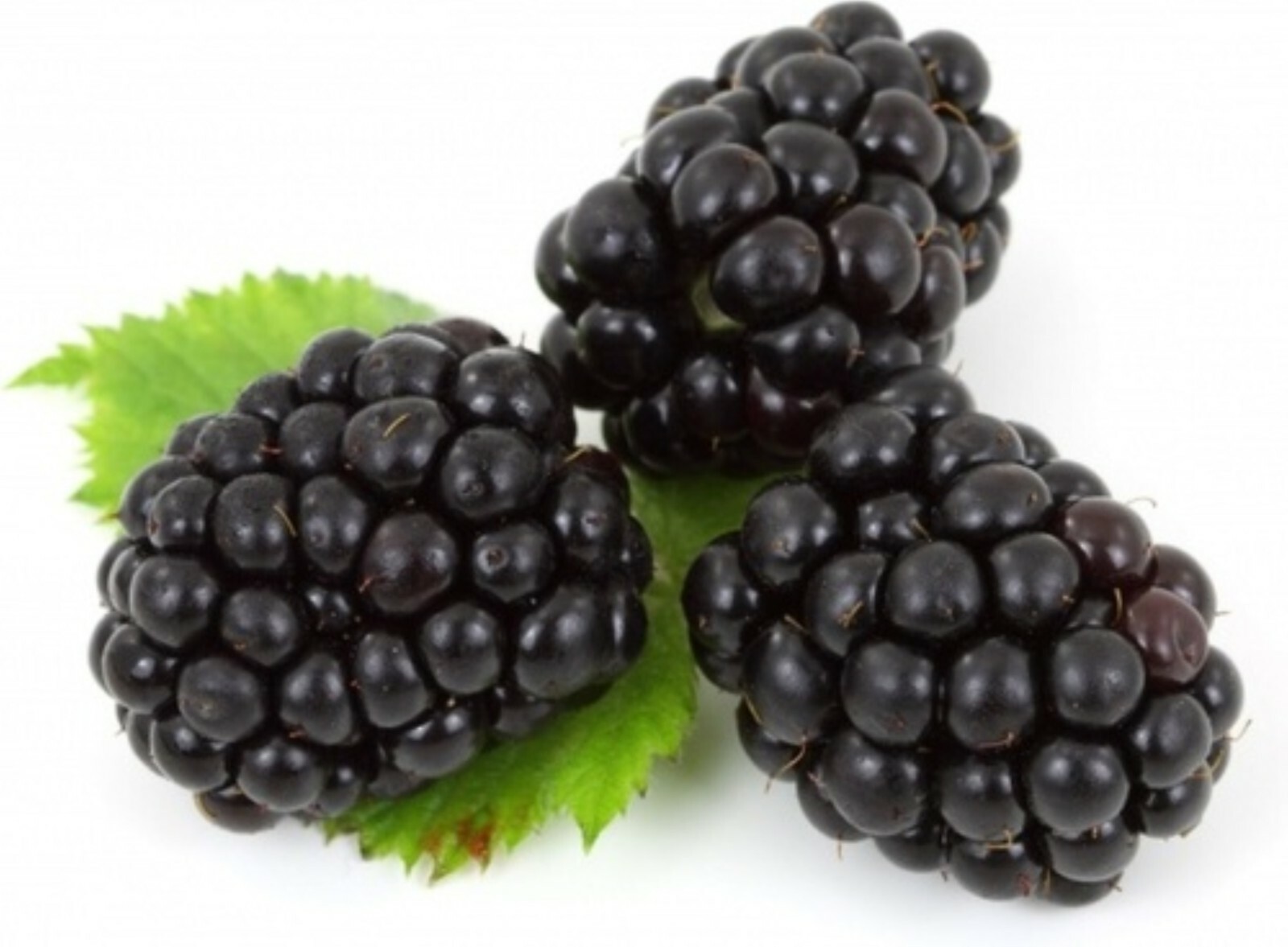 Boysenberry plant, 6-12″ tall, 1 year old well rooted plant.