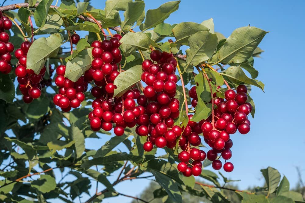 Chokecherry Seeds for Planting – 30 Seeds – Great for Jam or Syrup (Edible, Fall