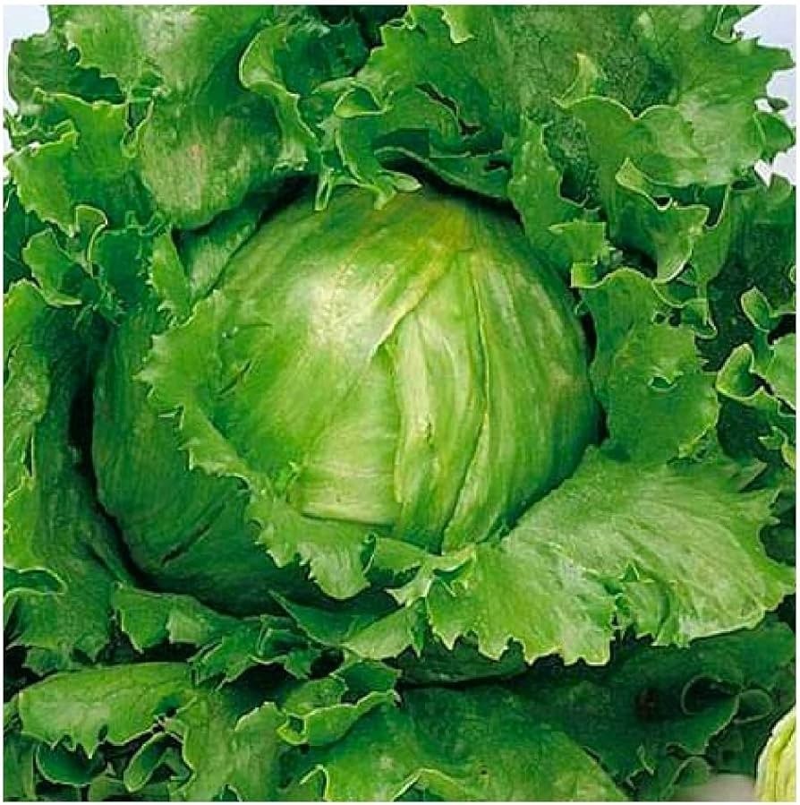2g Fresh | NON-GMO | Crisp Great Lakes 659 Premium Lettuce Seeds-B 40
