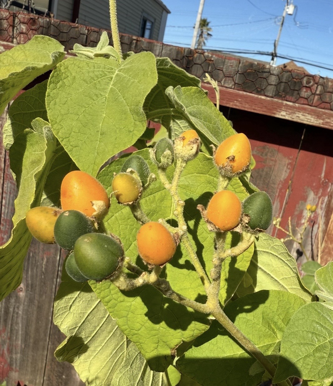 20x Dwarf Tamarillo Solanum abutiloide yellow tree tomato seeds