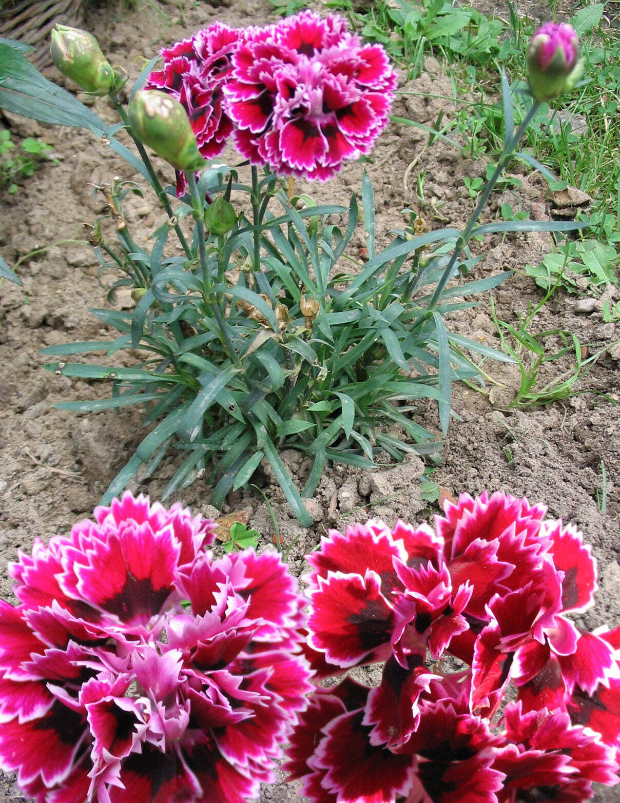 50 PICOTEE MIX CARNATION Dianthus Caryophyllus Bicolor Striped Flower Seeds