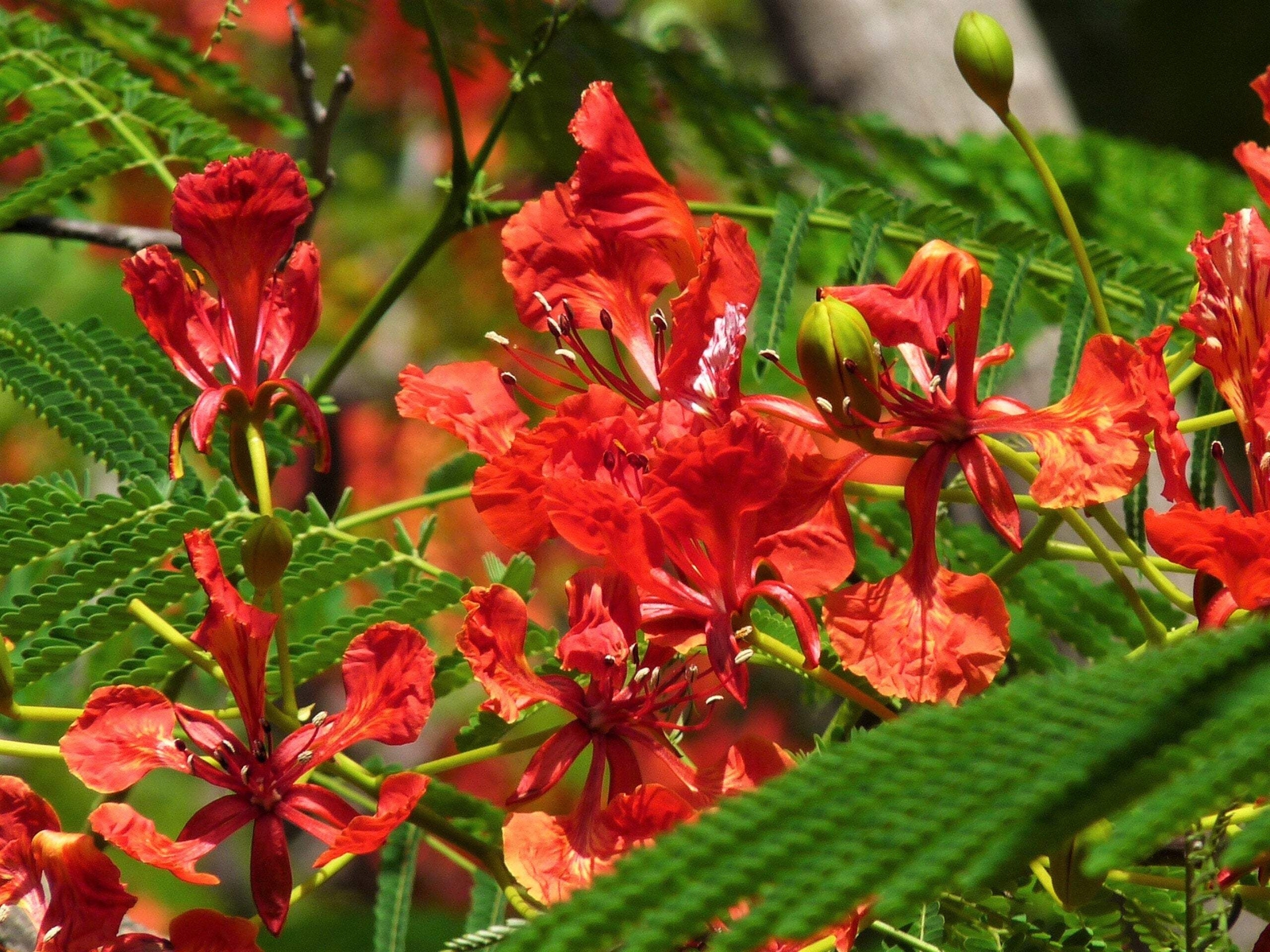 10 RED BIRD OF PARADISE Caesalpinia Pulcherrima Barbados Peacock Flower Seeds
