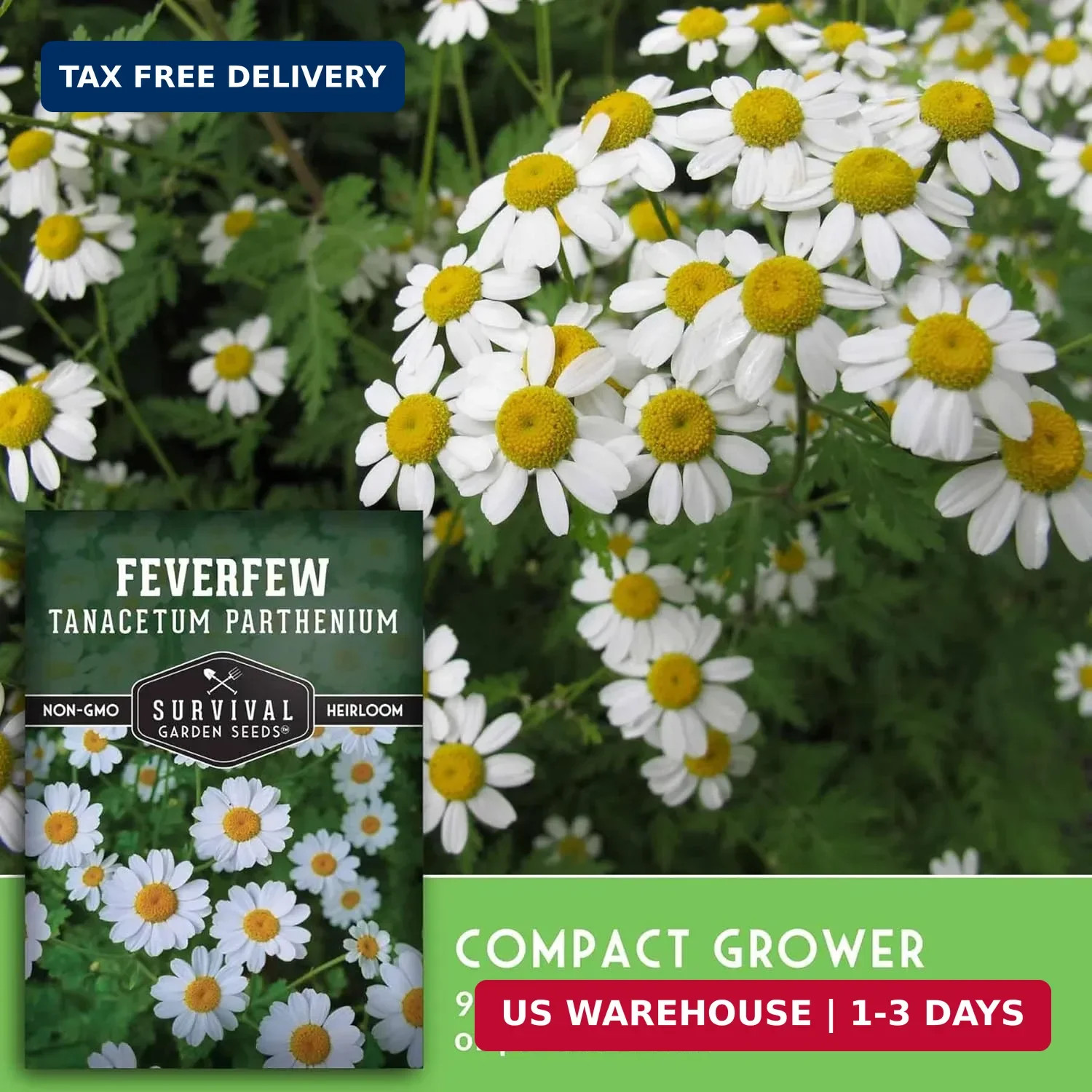 Feverfew Seeds for Planting – Perennial Daisy-Like Flower Herb, Pollinator Frien