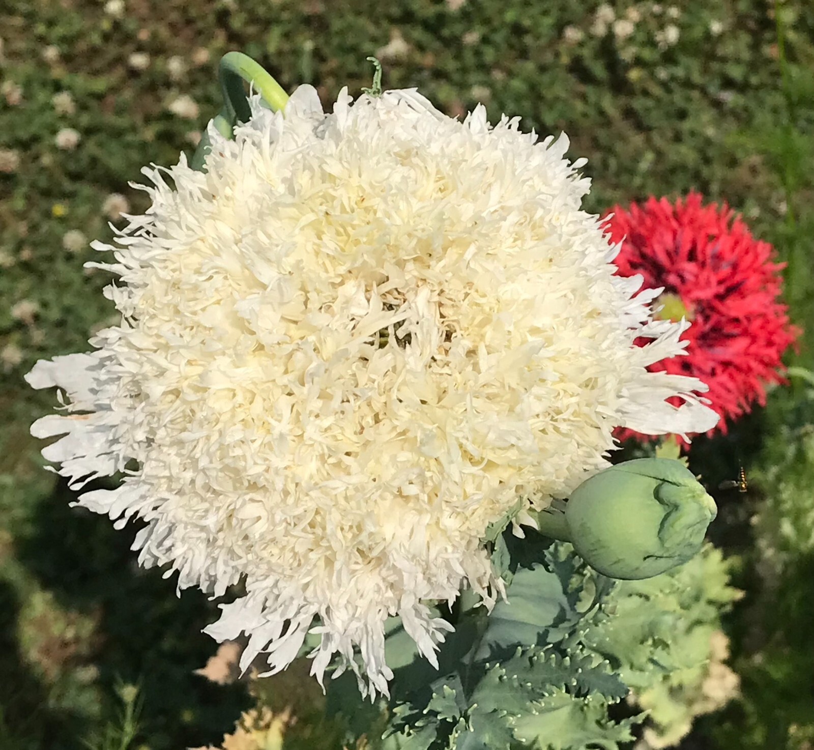 Poppy PERKY PEONY Mixed Colors Breadseed Double Blooms USA Organic 500 Seeds