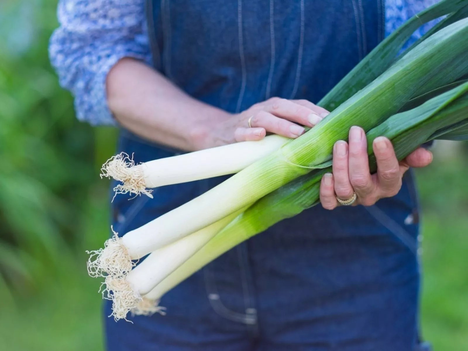 500+ LARGE AMERICAN FLAG LEEK ONION SEEDS – HEIRLOOM – ORGANIC – NON GMO – FRESH