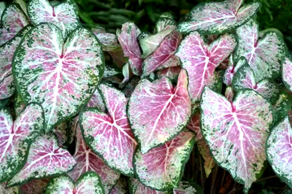 5 Fancy-Leaf CALADIUM Bulbs~PINK CLOUD~Green, Pink w/White VeinsFREE SHIPPING