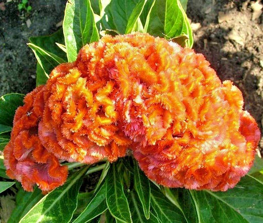 GIANT COCKSCOMB MIX / RED PURPLE GREEN GOLD YELLOW / 3-4 FT STALKS / SPECTACULAR