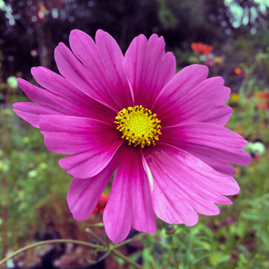 Fresh Beautiful Cosmos Seeds | Radiance | Heirloom Non-GMO | Flower Seeds