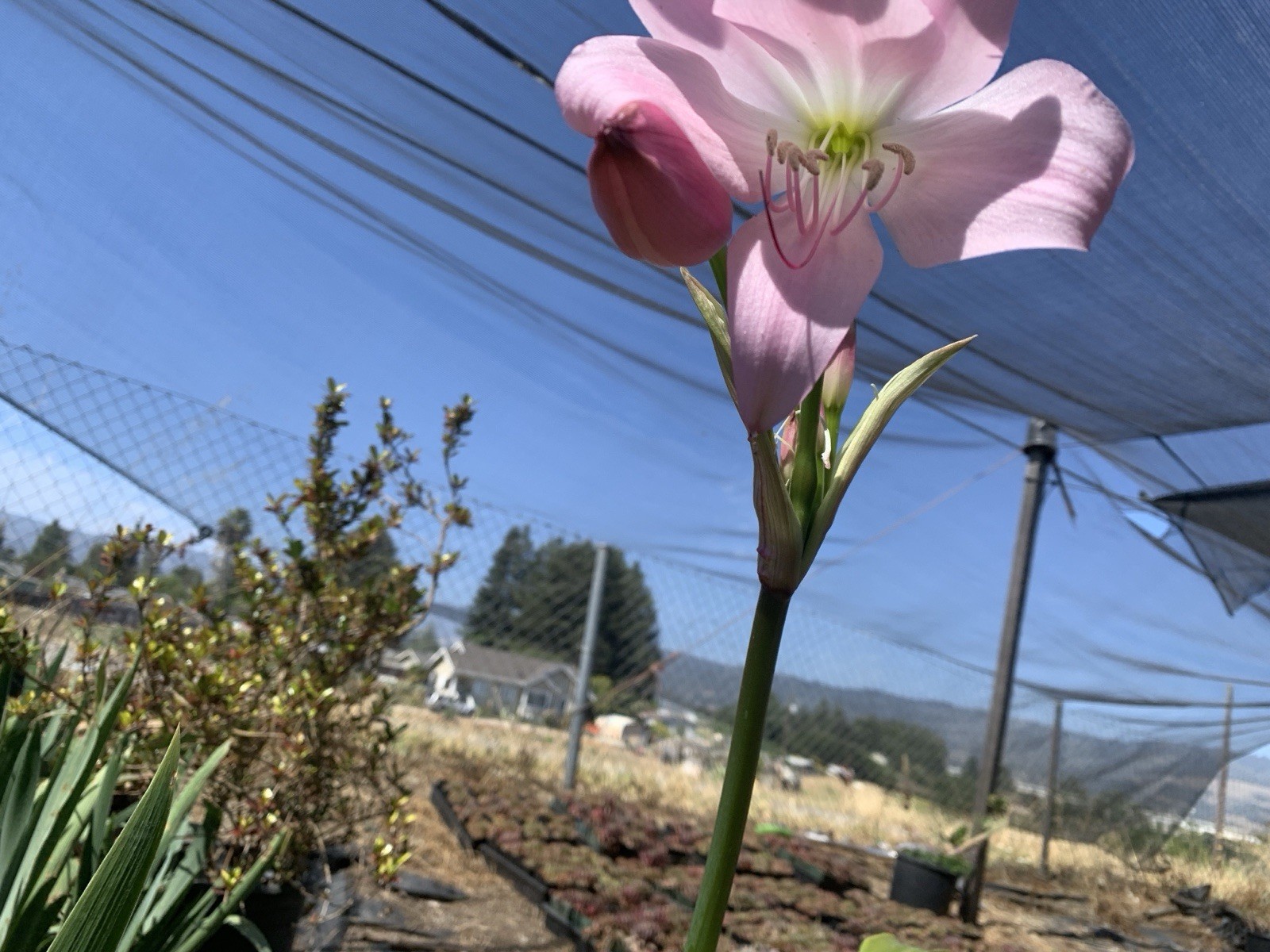 Crinum x Powellii Pink California Lily 1 Jumbo 4-5” Blooming Age Bulb Fragrant