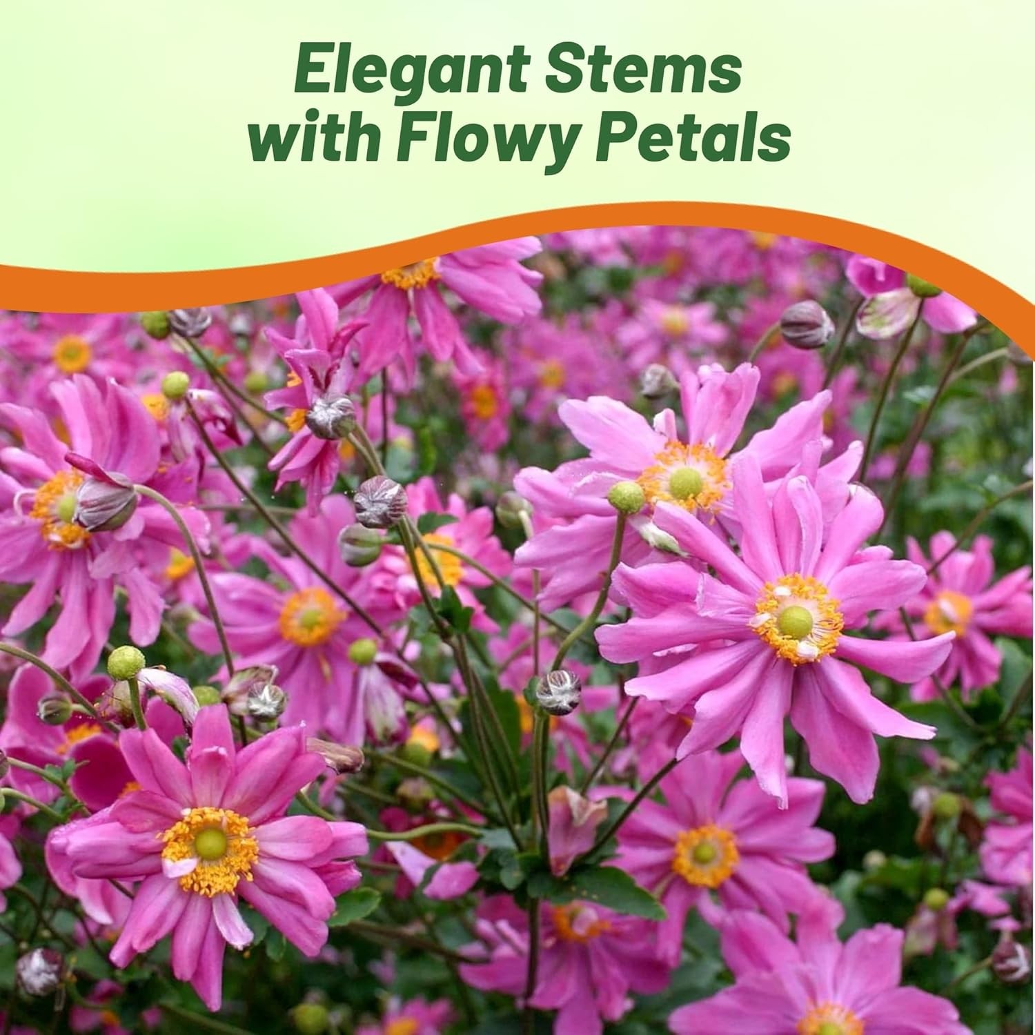 200 Seeds Anemone Seeds – Japonica Flower Seed