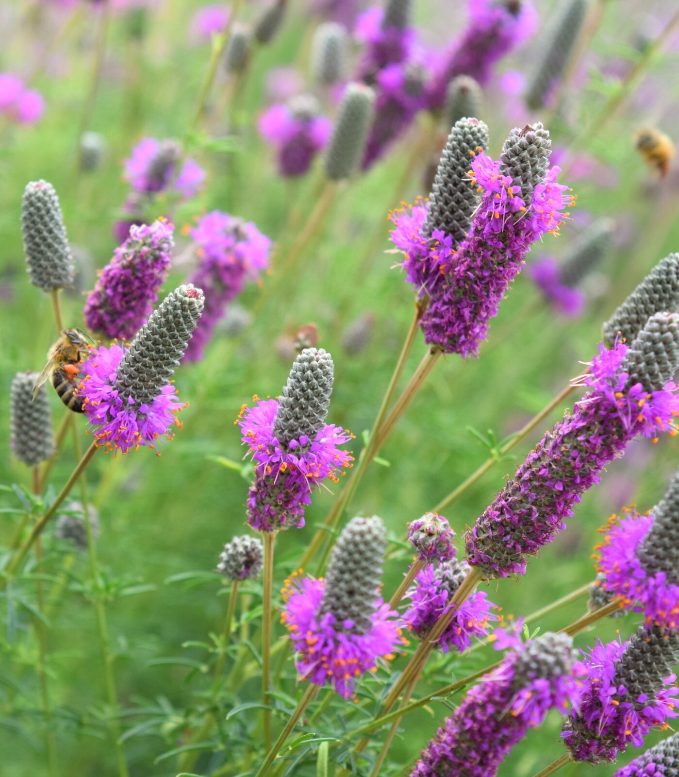 Purple Prairie Flower, Violet Prairie Clover, Attracs Pollinators, FREE SHIP