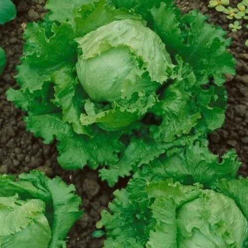 2g Newly Harvested Fresh Great Lakes 659 Premium Lettuce Seeds-A 38