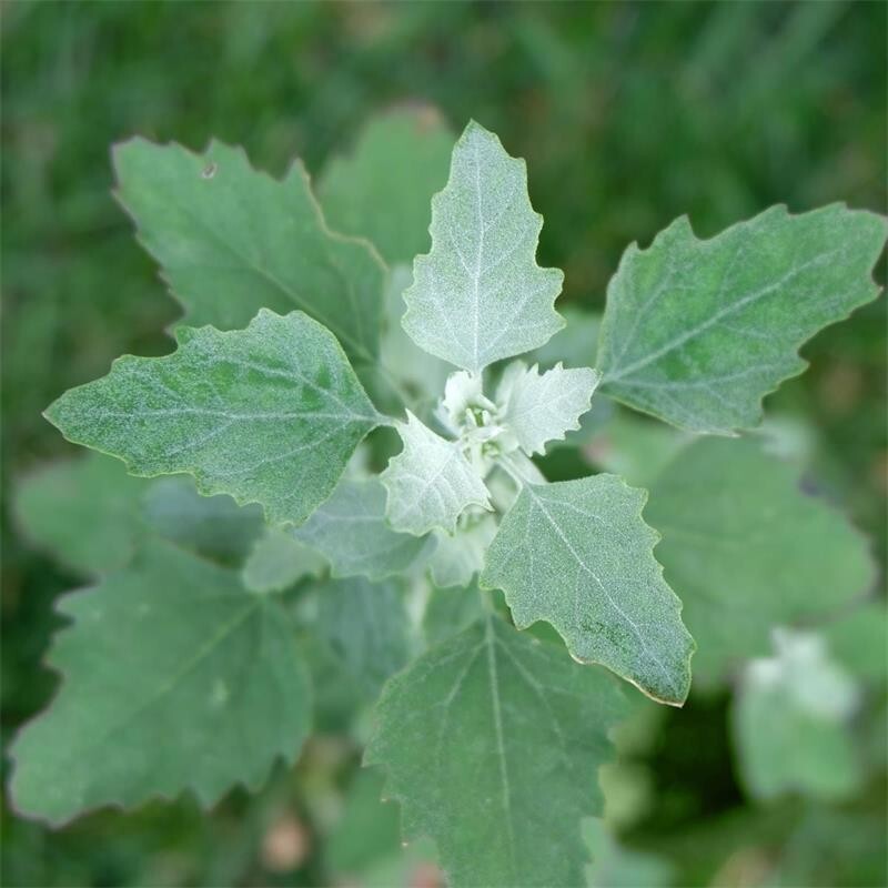 Lambs Quarters – TWO VARIETIES 400+ SEEDS – 2023 Harvest – Chenopodium Album