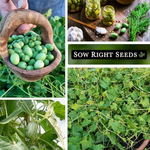 – Cucamelon Seeds for Planting – Non-GMO Heirloom Packet with Instructions 2